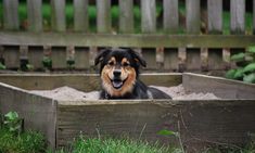 a dog is sitting in a wooden box on the grass and looking at the camera