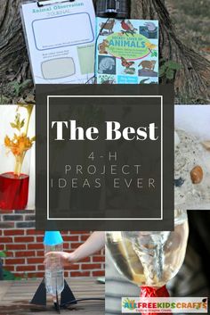 the best 4 - h project ideas ever