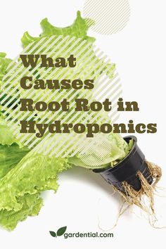 lettuce with the words what cause root rot in hydroponics