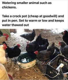 chickens are eating out of a bucket on the ground