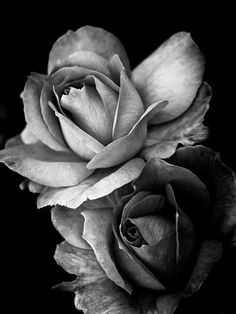 black and white photograph of two roses