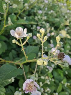 some white and pink flowers are in the middle of green plants with brown tips on them