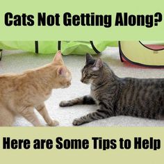 two cats sitting on the floor and one is looking at each other with caption that says, cats not getting along? here are some tips to help