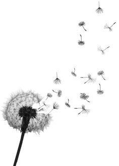 a black and white photo of a dandelion with the words pinterest on it