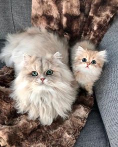 two fluffy cats sitting on top of a couch next to each other, one with blue eyes