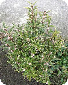 a small plant with white flowers in front of a rock