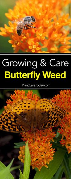 Grow Butterflies, Butterfly Garden Plants, Diy Container Gardening, Asclepias Tuberosa, Container Garden Design, Butterfly Plants, Hummingbird Garden, Aquaponics System