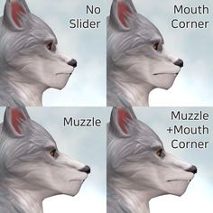 four images of the same wolf's head with different angles to show their side - by - side