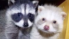 two baby raccoons standing next to each other