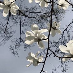 white flowers blooming on the branches of a tree in front of a blue sky