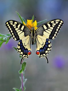 a yellow and black butterfly sitting on top of a flower