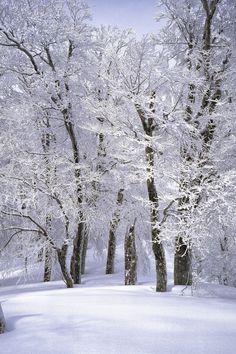 snow covered trees and the jeep logo