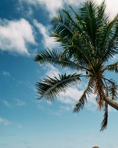 two people are sitting under a palm tree on the beach, one is holding a surfboard