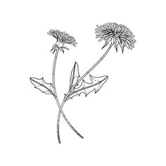 Dandelion Flower Tattoo Black And White, Dandelion Line Art Tattoo, Dandelion Wine Tattoo, Dandelion Line Art, Black And White Dandelion Tattoo, Dandelion Flower Drawing, Wine Tattoo, Dandelion Drawing, White Dandelion