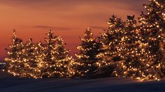 the trees are covered with lights in the snow at sunset or dawn, and there is no image to provide a caption for