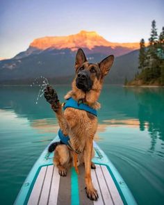 a dog sitting on top of a surfboard in the water with mountains in the background