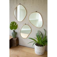 three mirrors hanging on the wall next to a potted plant