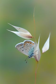 a blue butterfly sitting on top of a white flower next to another one with orange spots