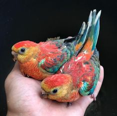 two colorful birds sitting on top of each other in someone's hand with black background