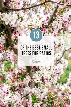 white and pink flowers with the words 13 of the best small trees for patios