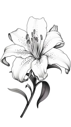 a drawing of a white lily on a white background