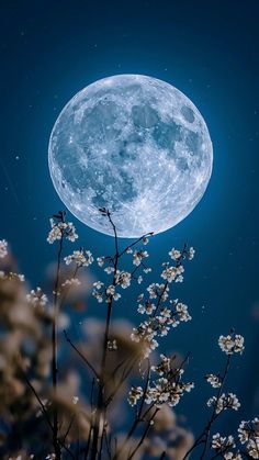 the full moon is shining brightly in the night sky above some white flowers and branches