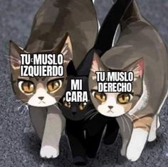 two cats standing next to each other on top of a carpeted floor with caption in spanish