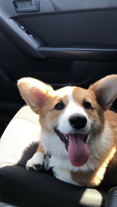 a dog sitting in the back seat of a car with its tongue hanging out and it's mouth open