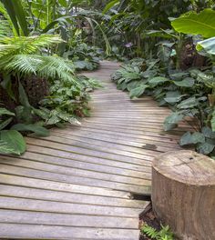 a wooden walkway surrounded by lush green plants