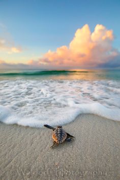 a baby turtle crawling on the sand at the ocean's edge with clouds in the background