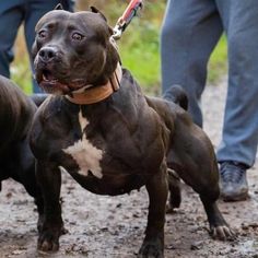 three pitbull dogs on leashes being walked by two people in the background