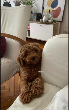 a brown dog sitting on top of a white chair