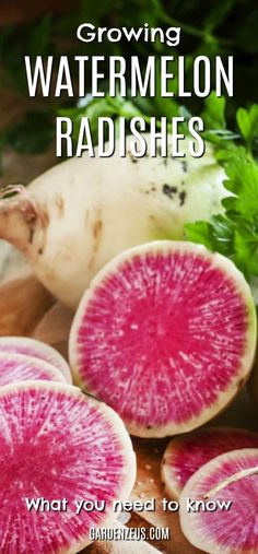 the cover of growing watermelon radishes, which are also purple and green