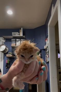 a person holding a small cat in their hand