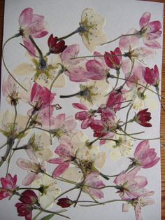 some pink and white flowers on a piece of paper