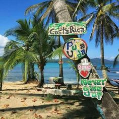 several signs on a palm tree near the ocean