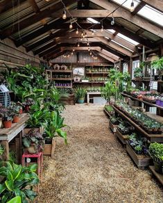 the inside of a building with lots of plants and potted plants on shelves in it