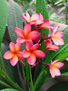 pink and yellow flowers with green leaves in the background