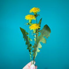 a hand holding a bunch of dandelions on top of a blue background with green leaves