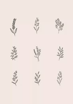 six different types of plants are shown in black and white on a light gray background