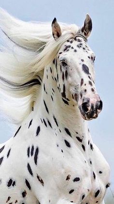 a white and black spotted horse with long hair