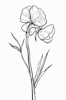 25 Flower Line Drawing Ideas and Tutorials for All Skill Levels - Brighter Craft Floral Drawing, Elegant Art