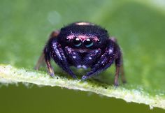 a close up of a spider on a leaf