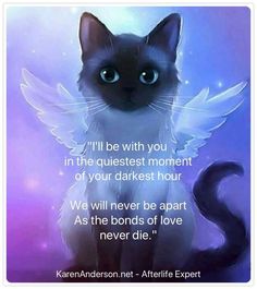 a black and white cat with angel wings on it's back, saying i'll be with you in the questest moment of your darker hour