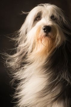 a dog with long hair sitting in front of a black background