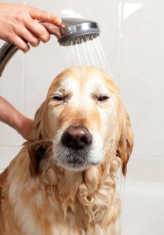 a golden retriever is being washed in the shower