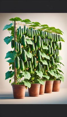 cucumbers are growing on the side of a wall with green leaves in pots