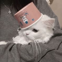 a white cat with a pink hat on its head