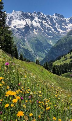 the mountains are covered in snow and green grass, with wildflowers on the foreground