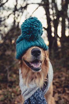 a dog wearing a hat and scarf in the woods